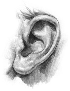 finished-ear